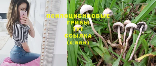 стафф Алексин